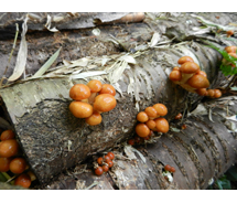 第48回 H24年11月 ヤマザクラ丸太になめこが生えてきた