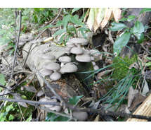 第48回 H24年11月 ホオノキ丸太にはヒラタケが生えてきた